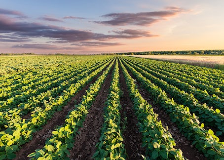 Rows of healthy agricultural soybean crops. Beautiful sunset landscape.